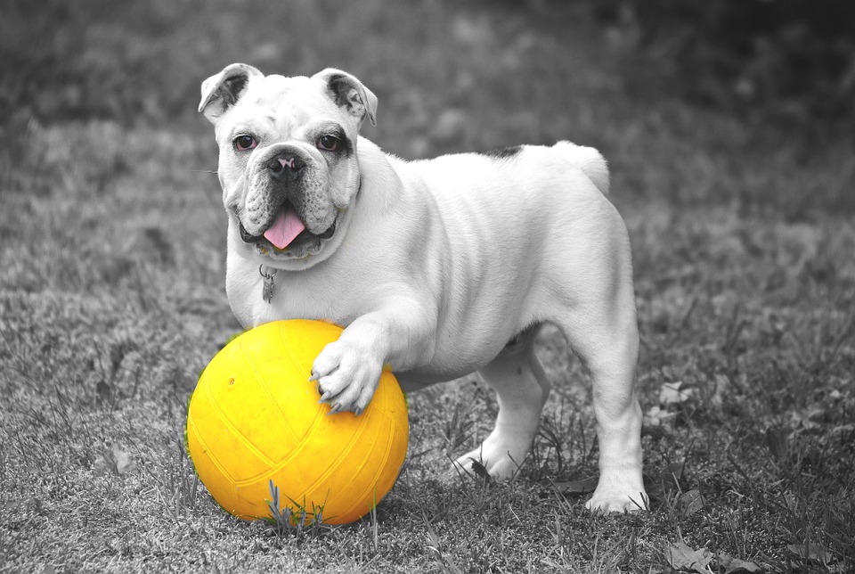 Dog