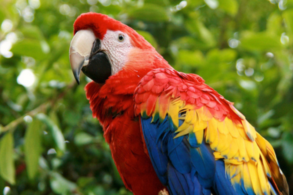 Parrot